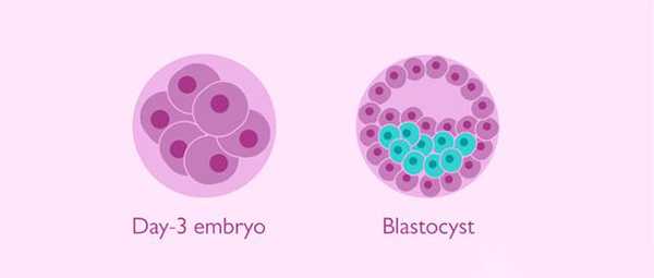 试管婴儿养囊过程大揭秘，需要培养囊胚的情况都在这