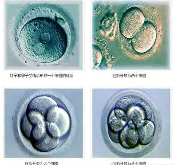 20个胚胎能移植几次要分情况，这几个因素影响成功率